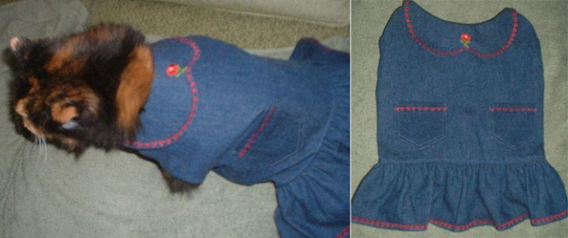 Productos raros para gatos Productos raros para gatos