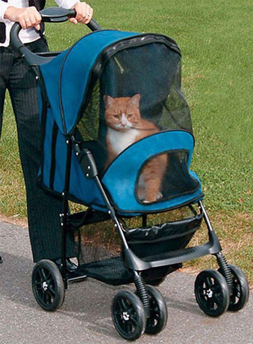 Productos raros para gatos Productos raros para gatos