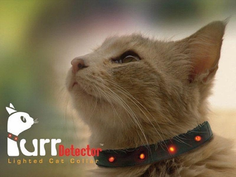 Productos raros para gatos Productos raros para gatos