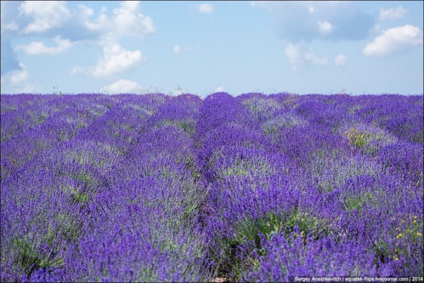 Provenza de Crimea. Campos de lavanda en Crimea Provenza de Crimea. Campos de lavanda en Crimea