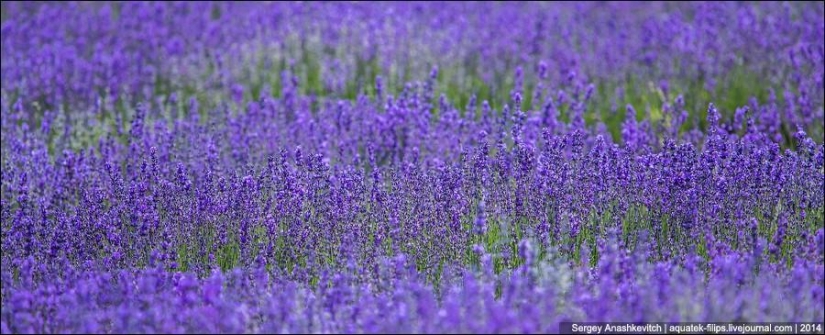 Provenza de Crimea. Campos de lavanda en Crimea Provenza de Crimea. Campos de lavanda en Crimea