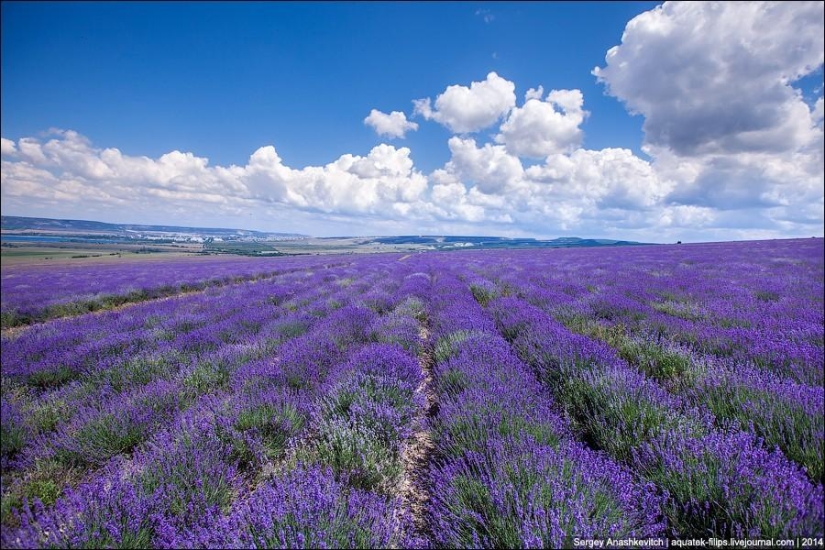 Provenza de Crimea. Campos de lavanda en Crimea Provenza de Crimea. Campos de lavanda en Crimea