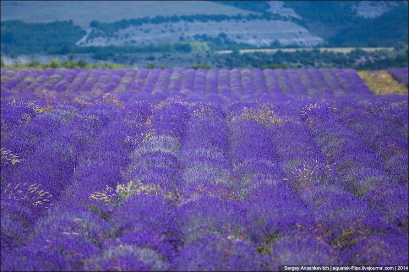 Provenza de Crimea. Campos de lavanda en Crimea Provenza de Crimea. Campos de lavanda en Crimea