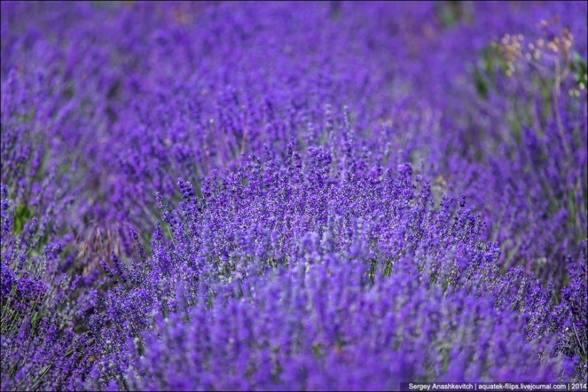 Provenza de Crimea. Campos de lavanda en Crimea Provenza de Crimea. Campos de lavanda en Crimea