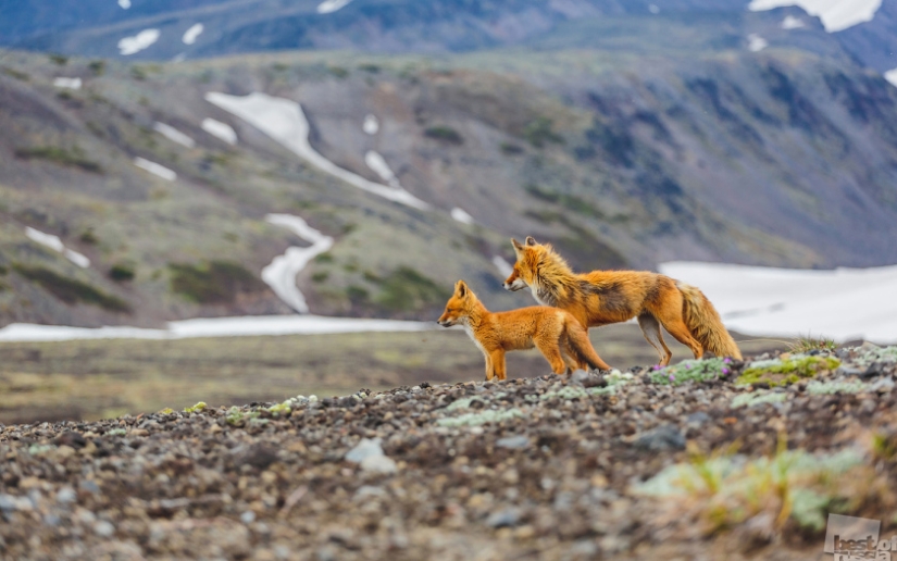 Proyecto fotográfico Best of Russia ' 16: se ha anunciado el inicio de la aceptación de trabajos para participar