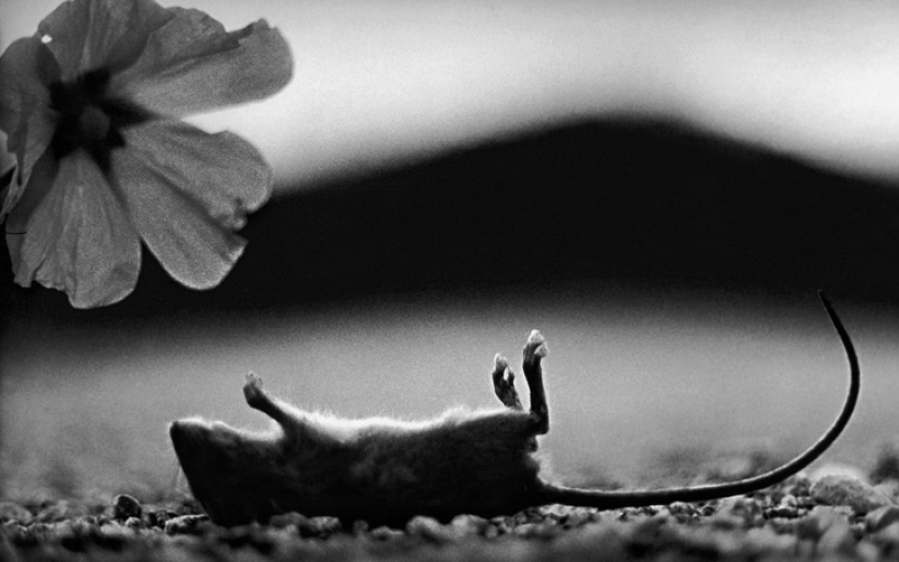 Psychological portrait: unexpected images of animals