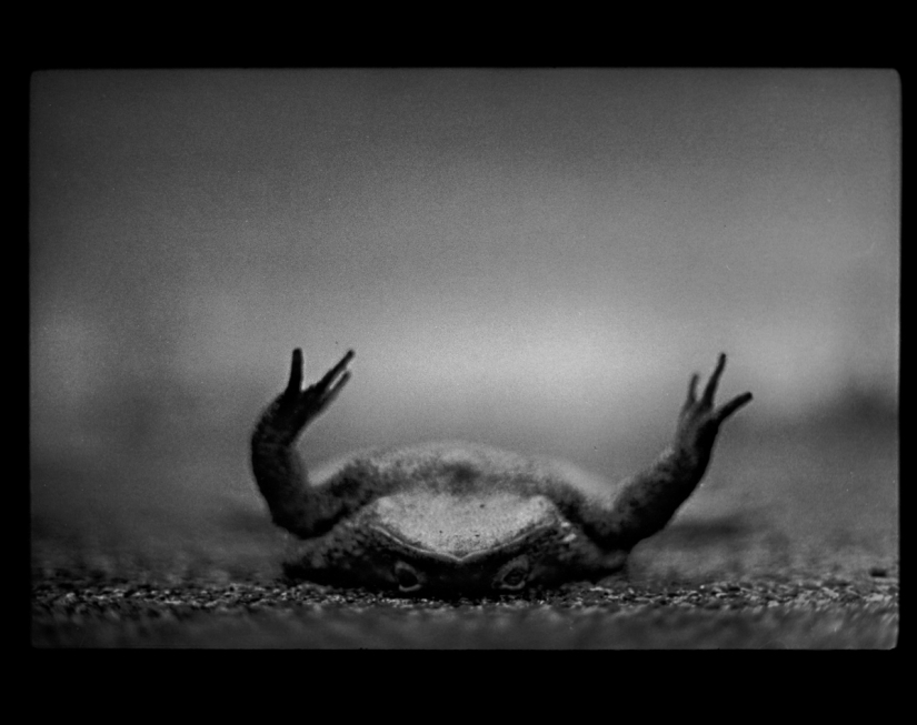 Psychological portrait: unexpected images of animals