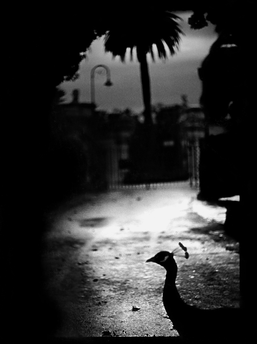 Psychological portrait: unexpected images of animals