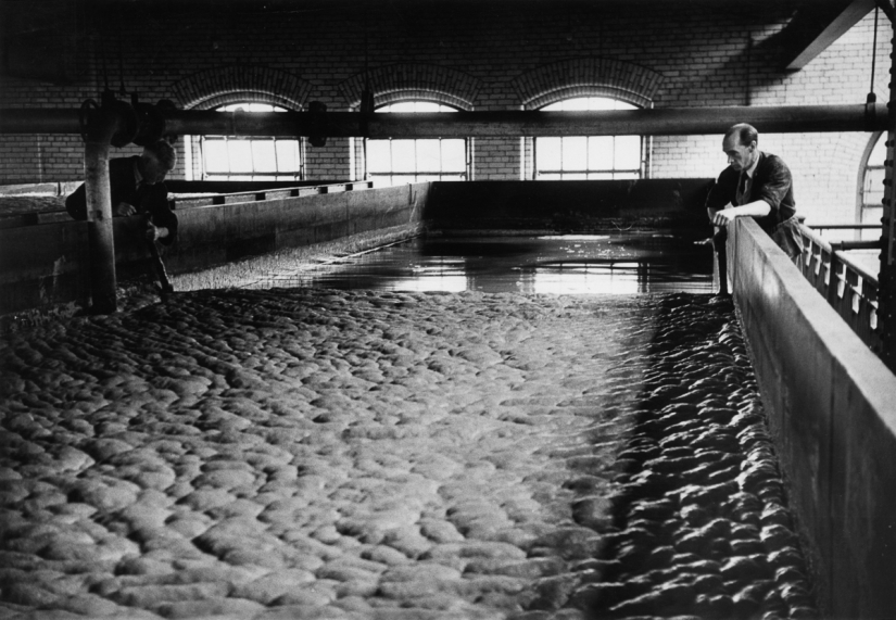 Publicación de amor por la cerveza: cómo se elaboró la verdadera Guinness