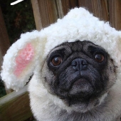 Pug triste con sombreros