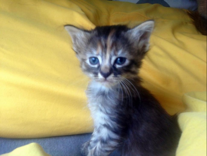 Purrmanently - the saddest kitten