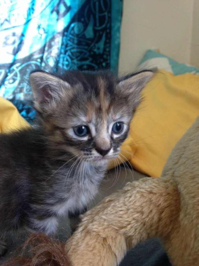 Purrmanently - the saddest kitten