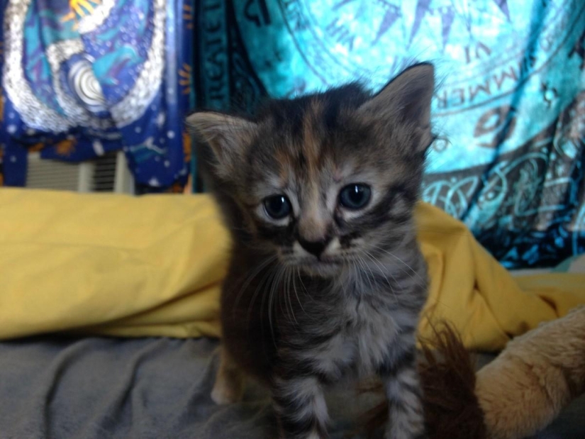 Purrmanently - the saddest kitten