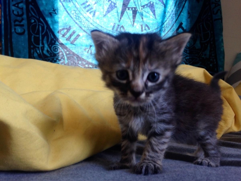 Purrmanently - the saddest kitten