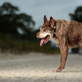 Quasimodo, el perro más feo del mundo