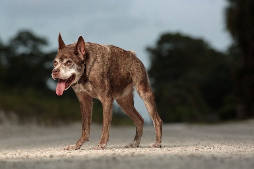 Quasimodo, el perro más feo del mundo