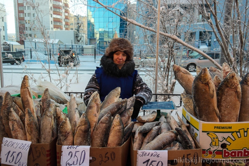¿Qué es la verdadera stroganina Yakut?