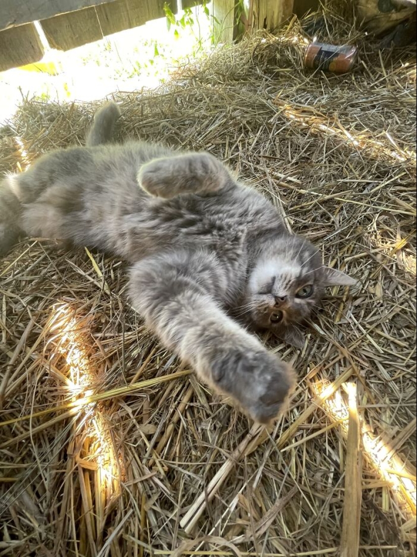 ¿Qué es una cosita rara que has encontrado? ¿Qué es una cosita rara que has encontrado?