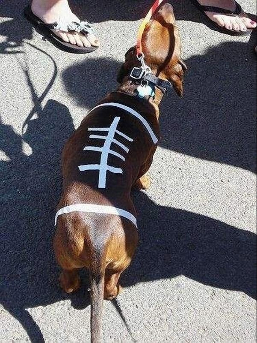 ¿Qué puede hacer un perro salchicha por ti? ¿Qué puede hacer un perro salchicha por ti?