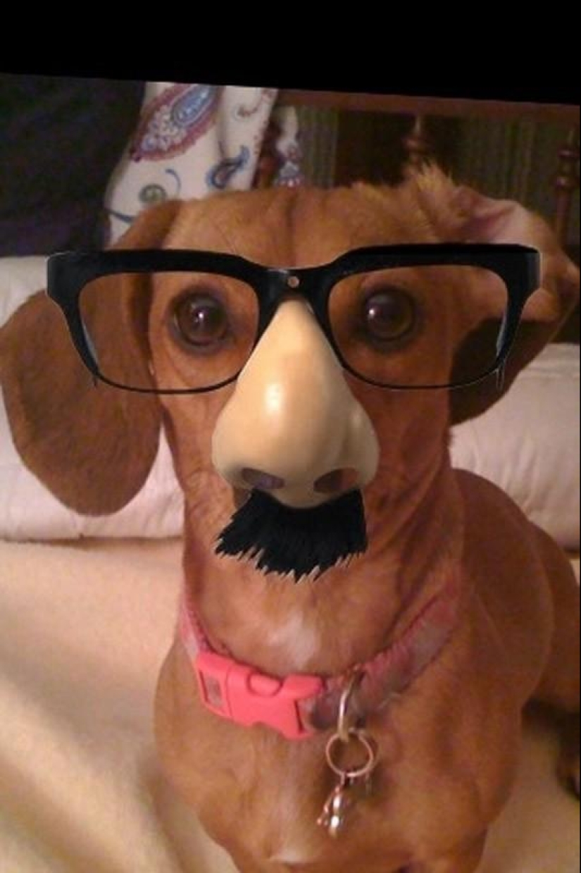 ¿Qué puede hacer un perro salchicha por ti? ¿Qué puede hacer un perro salchicha por ti?