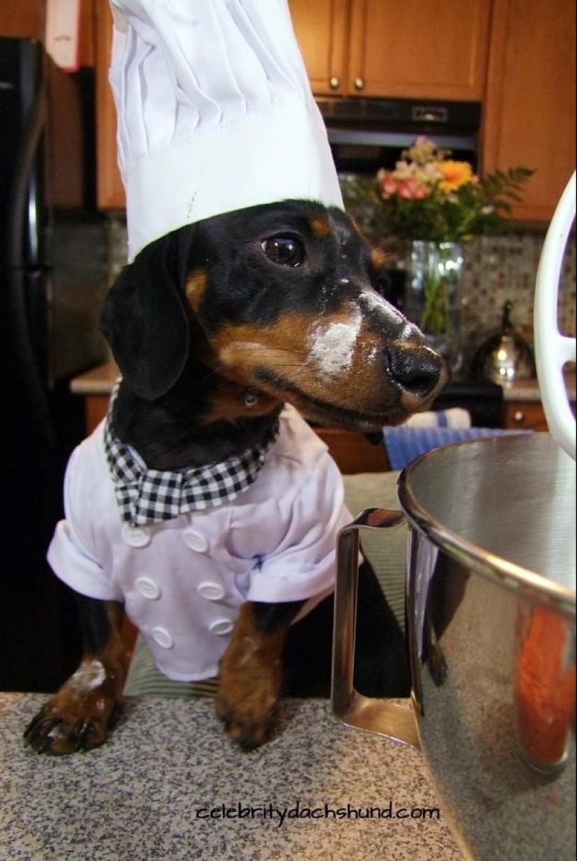 ¿Qué puede hacer un perro salchicha por ti? ¿Qué puede hacer un perro salchicha por ti?