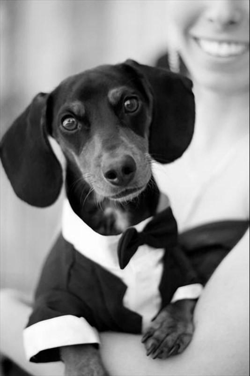 ¿Qué puede hacer un perro salchicha por ti? ¿Qué puede hacer un perro salchicha por ti?