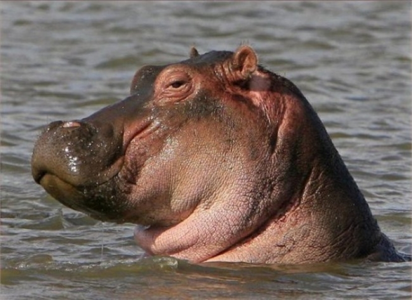 ¿Quién dijo que los animales no pueden sonreír? ¿Quién dijo que los animales no pueden sonreír?