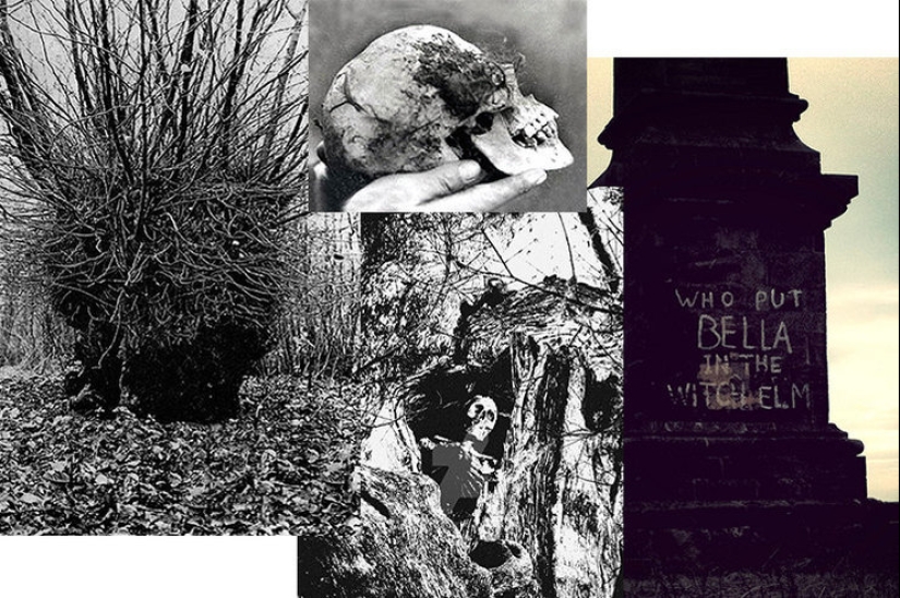 "¿Quién puso a Bella en el olmo?": un hallazgo espeluznante en el bosque sorprendió a un pequeño pueblo