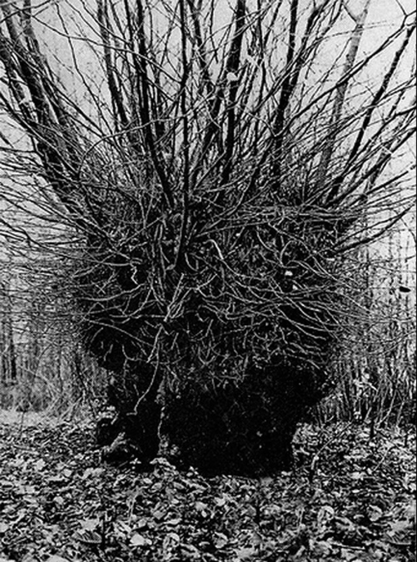 "¿Quién puso a Bella en el olmo?": un hallazgo espeluznante en el bosque sorprendió a un pequeño pueblo