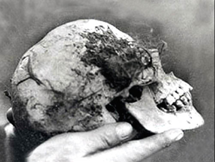 "¿Quién puso a Bella en el olmo?": un hallazgo espeluznante en el bosque sorprendió a un pequeño pueblo