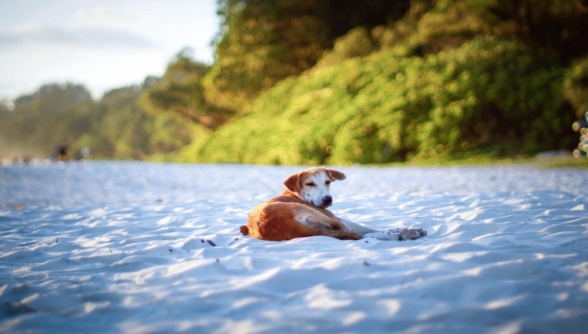 quiero ir a la india