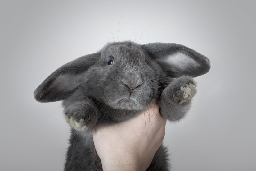 Rabbits are the new cats