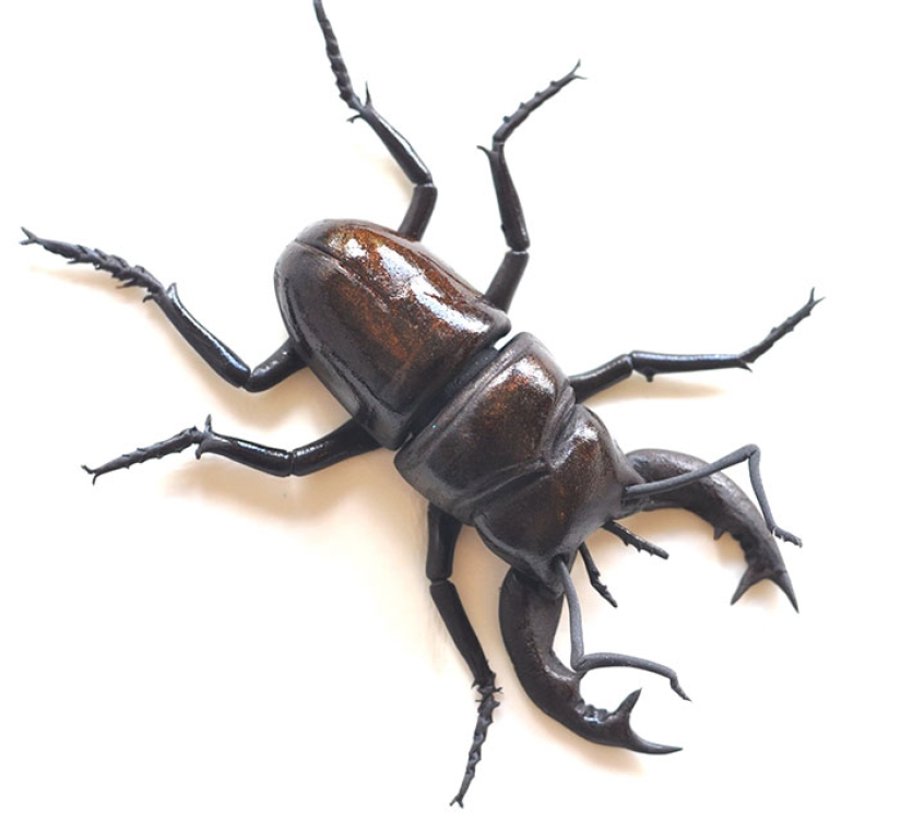 Ranas, corazones, conchas y otras figuras de chocolate de Sarah Hardy