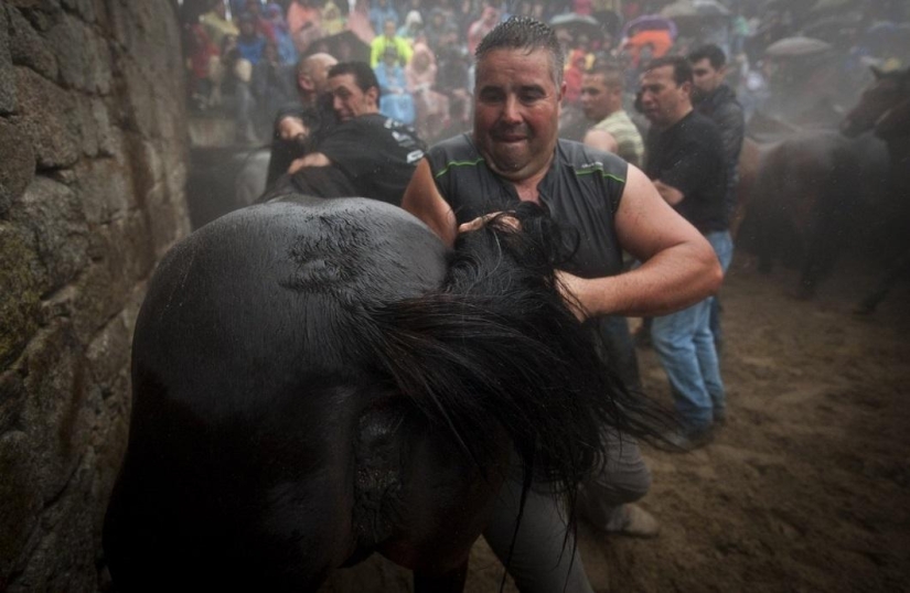 Rapa das Bestas Festival Rapa das Bestas Festival