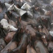 Rapa das Bestas Festival