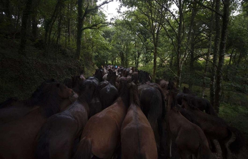 Rapa das Bestas Festival Rapa das Bestas Festival