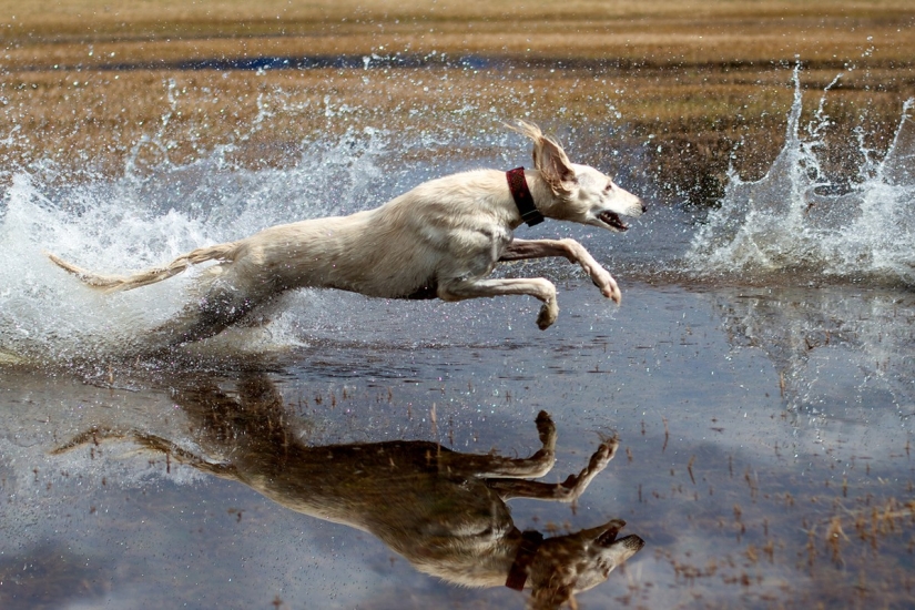 Rating of the most expensive dog breeds