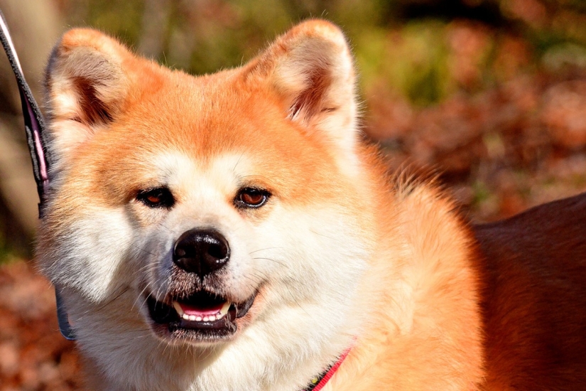 Rating of the most expensive dog breeds