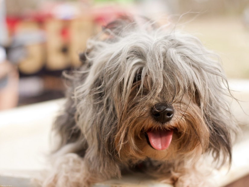 Rating of the most expensive dog breeds