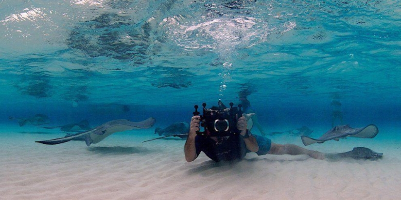 Rayas - aves acuáticas