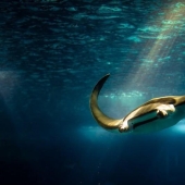 Rayas - aves acuáticas