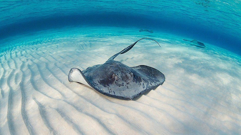 Rayas - aves acuáticas