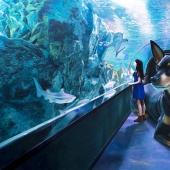 Realistic drawings of a giant dog and a cute Korean girl