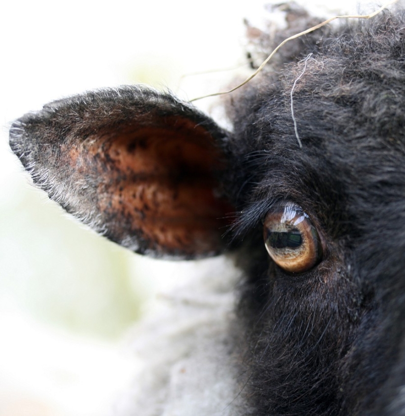 Recipes for hangovers around the world