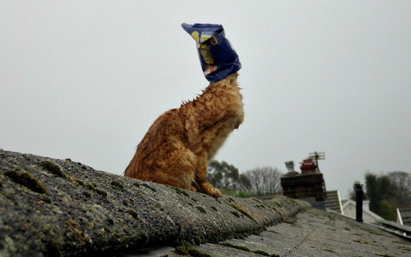 Red cat with plastic bag on head rescued in Australia