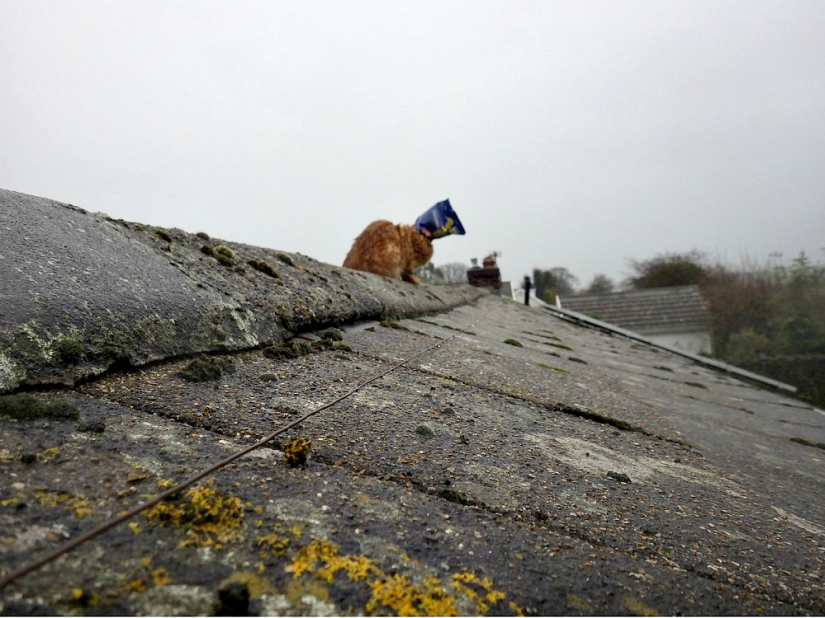 Red cat with plastic bag on head rescued in Australia