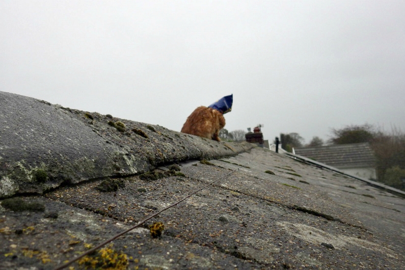 Red cat with plastic bag on head rescued in Australia