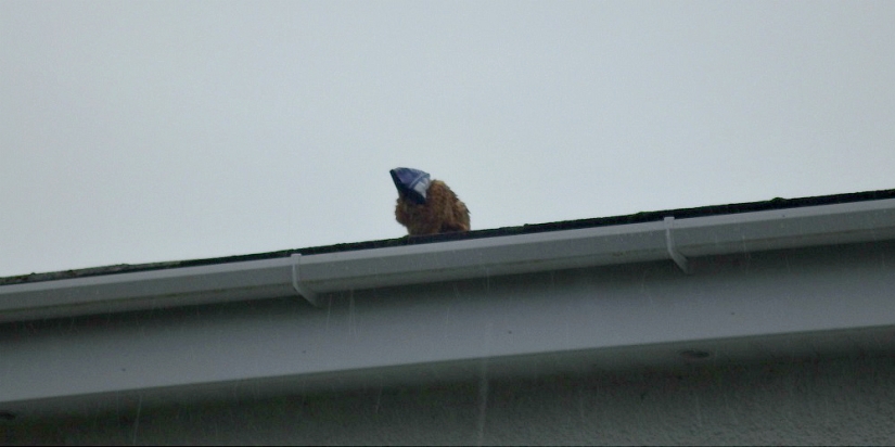 Red cat with plastic bag on head rescued in Australia