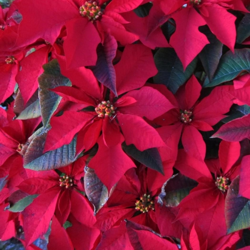 Refutation of the famous "scientific facts"