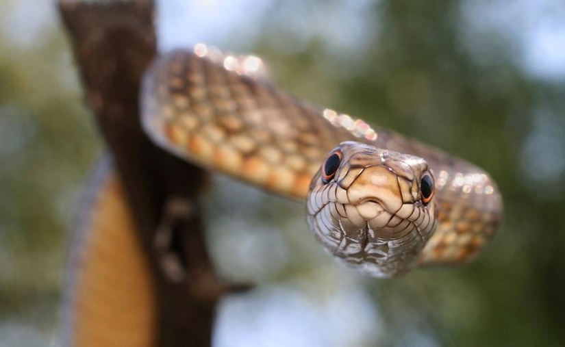 Reptiles de la región del Bajo Volga Reptiles de la región del Bajo Volga